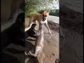 3-Way Wildlife Fight: Otter vs Dog vs Snake | Who Wins? | Predator Pulse | #wildlife #shorts