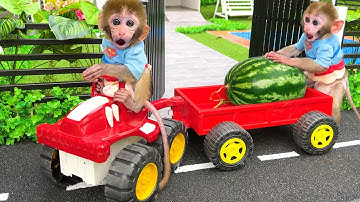 Monkey Baby Bon Bon harvest fruit in the farm and eat with the puppy and duckling at the garden