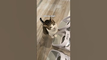 Conversation and demonstration of the microchip feeder. #catmom #catlife #talkingcat #catmeow