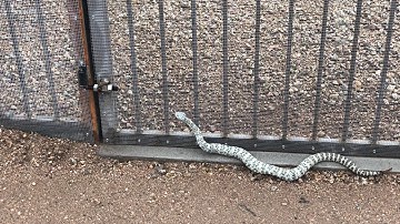 Rattlesnake Unable to Get Through Rattlesnake Fence