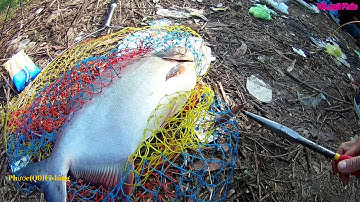 Hồ ngũ phúc cá mè ăn liên tục