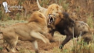 Lion King Fights Alone Brother Runs Away From Battle