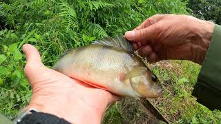 Perch fishing with a closed face reel