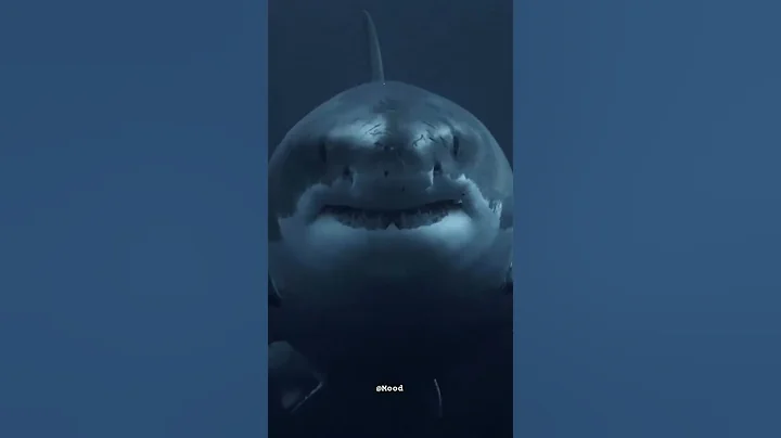 Scary Shark🦈 #shorts #shark #viral