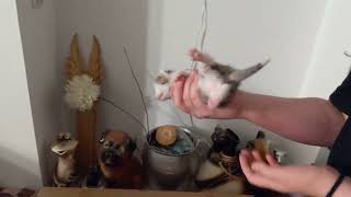 Cute baby kittens by rcncableguy 303 views 3 months ago 1 minute, 7 seconds