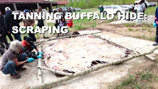 Buffalo Hide Tanning: Scraping (4K) Net Worth