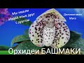 Ура мы любим друг друга с ПАФИОПЕДИЛУМАМИ Paphiopedilum bellatulum. Доломитовая мука идет на пользу