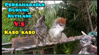 ke akrapan burung kutilang sama burung kaso kaso
