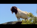 Boer Goat Farming
