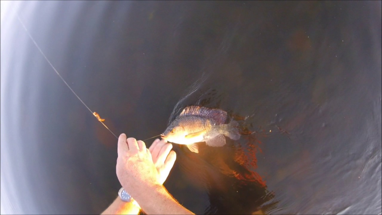 Arizona Tilapia Fishing on the Gila River YouTube