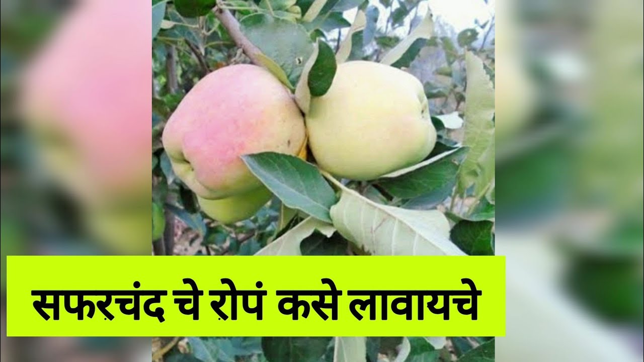 सफरचंद चे रोपं कसे लावायचे(How to plant apple tree)SPK महाराष्ट्र (
