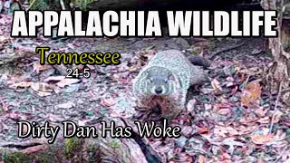 Appalachia Wildlife Video 24-5 of As The Ridge Turns in the Foothills of the Smoky Mountains by DONNIE LAWS 9,499 views 3 months ago 15 minutes