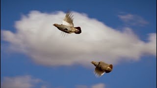 Ata Team Keklik Avı Teaser