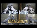 Игровые  Голуби  Миро Бишкек Кыргызстан 02.12.2021г #tauben #pigeons
