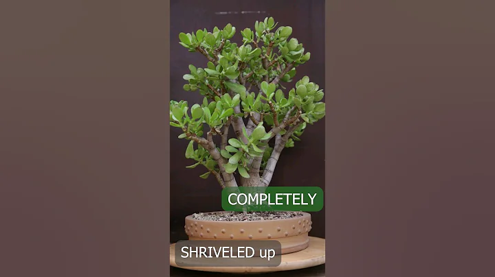 Shriveled Jade after 7 month without water | Glorious Revival - DayDayNews