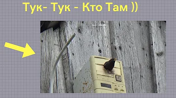 Живут ли скворцы в компьютерном блоке / СкВоРеЦ в скворечнике
