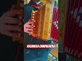 Reginella campagnola - Organetto della Noce Abruzzese #organetto #accordion #perte #fisarmonica