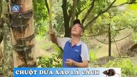 Độc Đáo Đi Bắt Chuột Dừa Làm Món Chuột Dừa Xào Lá Cách Cực Chất Miền Tây
