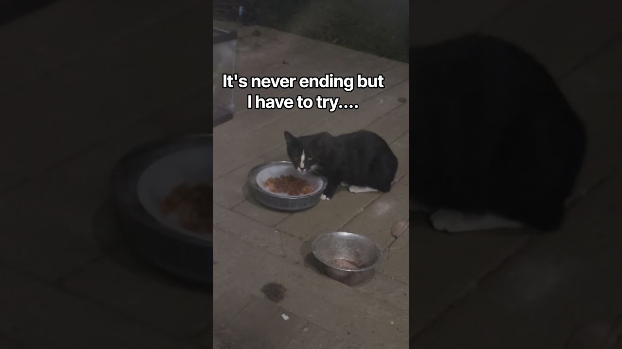 There's Always A New Cat