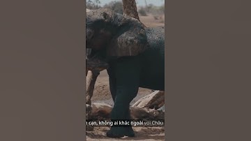 👉🔥cuộc chiến giữa những gã khổng lồ