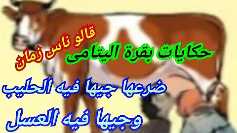 قصة بقرة الايتام بالعربية