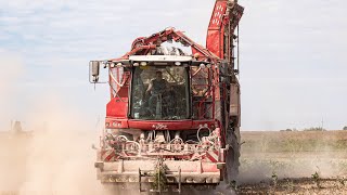 Уборка сахарной свеклы / 2X GRIMME Rexor 620 /