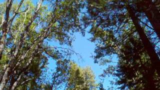 Sugar Pine trees