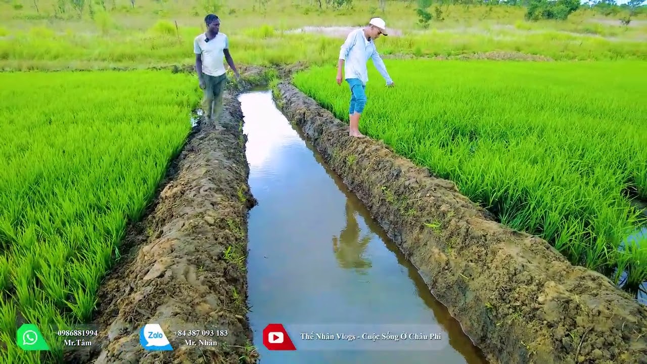 Thế Nhân || Cầu Mong Trời Đất Thương Tình Để Bà Con Có Một Mùa Vàng Thắng Lợi