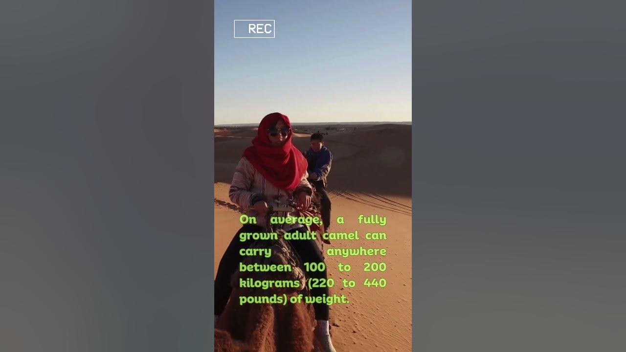 How many kilograms can a camel carry? camel kilograms YouTube