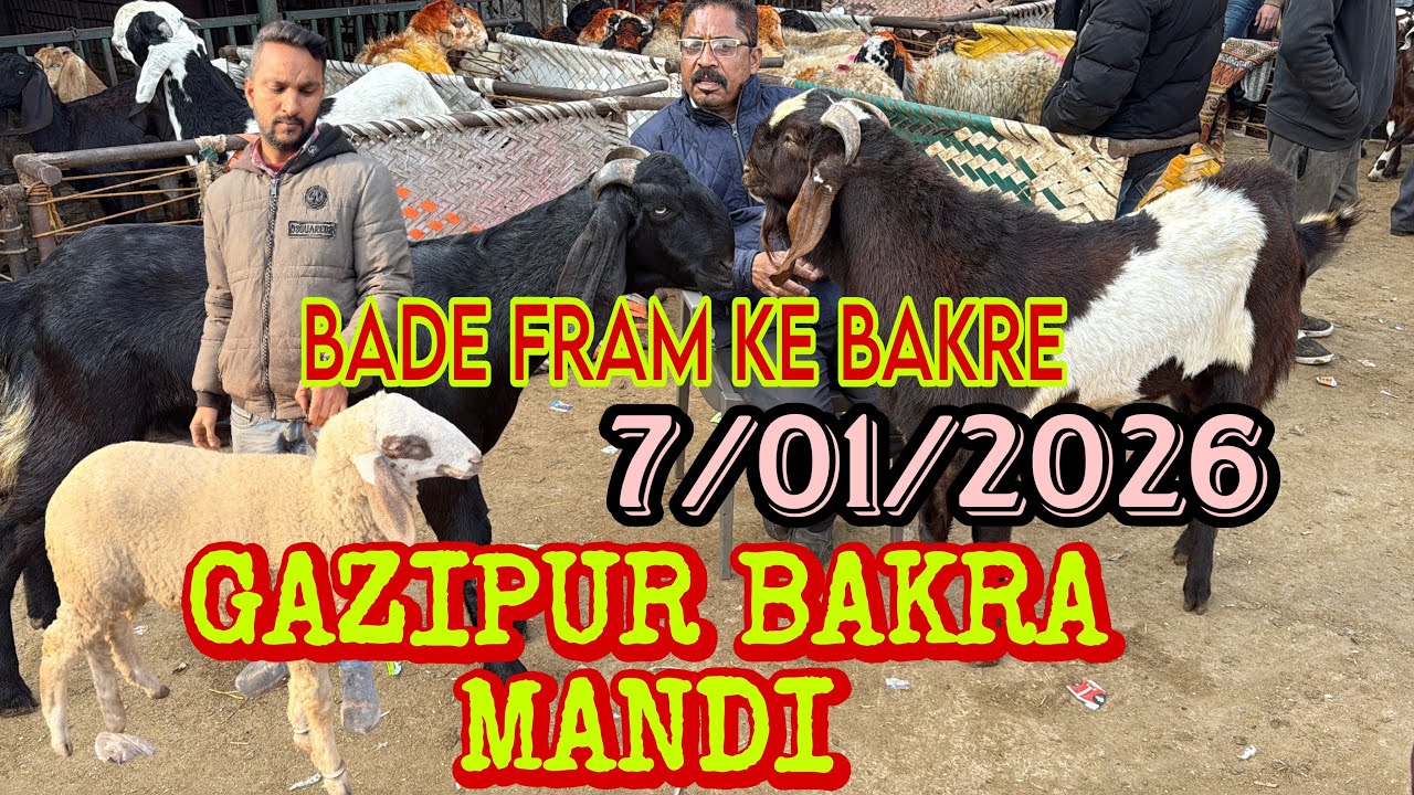 PUNJABI BADE BAKRE GAZIPUR BAKRA MANDI DELHI 7/02/2026 @ADGoatzone #viralvideo #gazipurbakramandi 