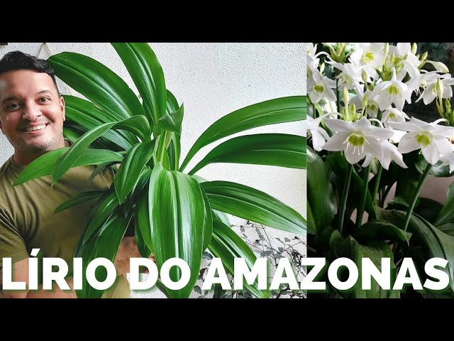 Lírio Aranha: Características, Significado e Dicas de Como Cuidar da Flor