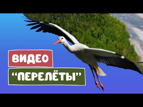 Анимация перелёта в