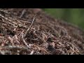 Beginning of video