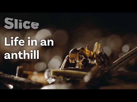 Video: Royal Anthill