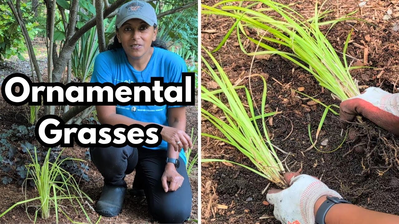 How To Divide Carex Sedge Ornamental Grass