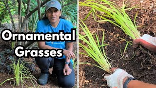 How To Divide Carex Sedge Ornamental Gr