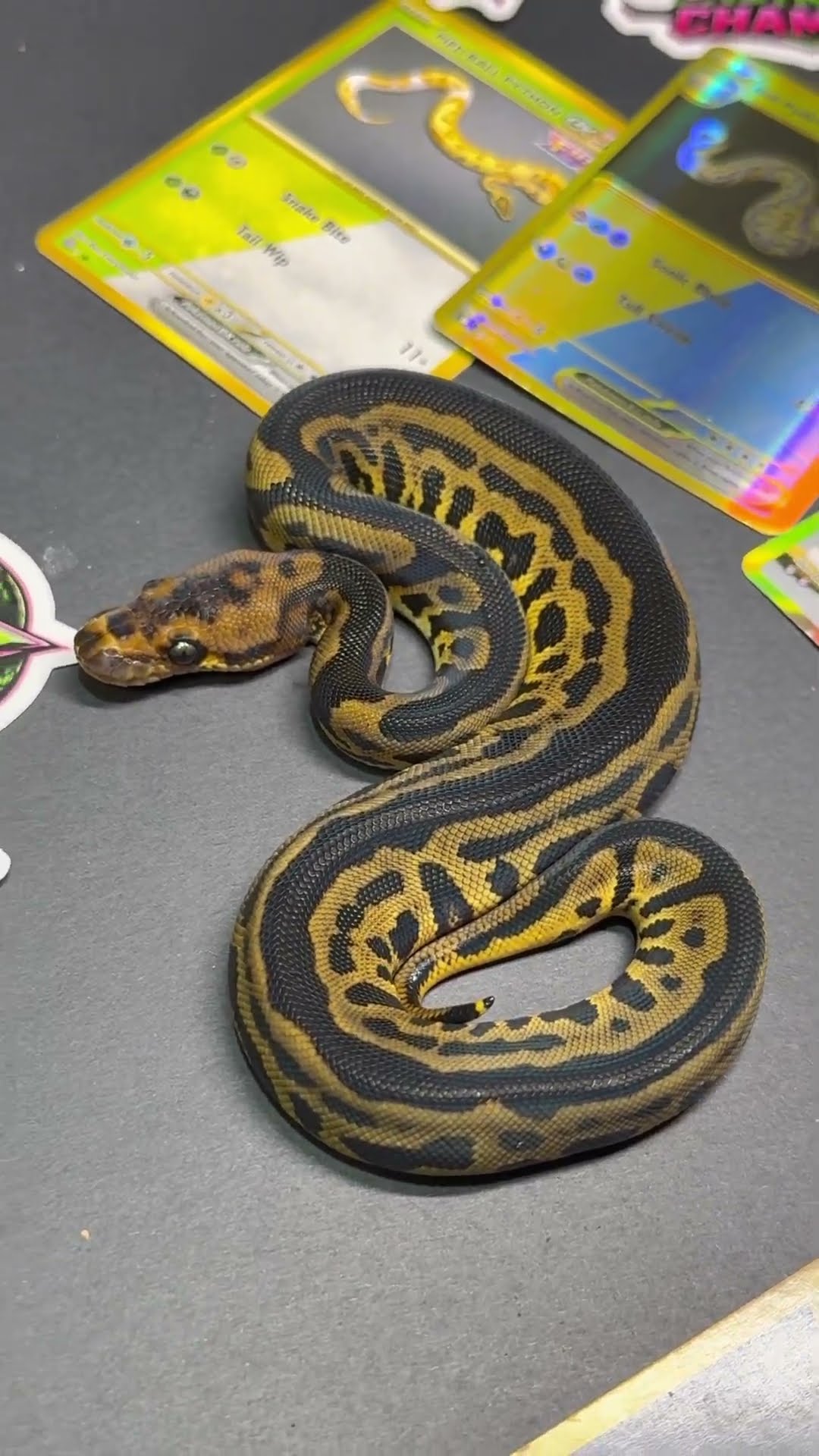 Constrictor Chamber - YouTube