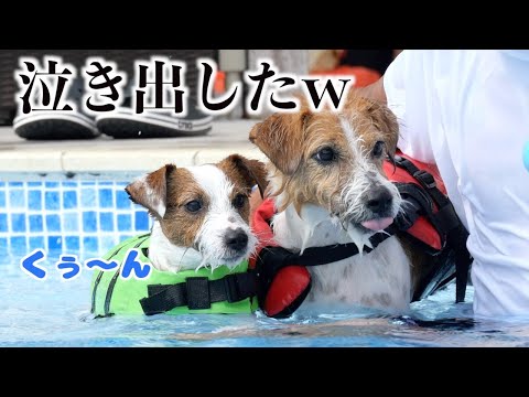 【ボール取り競争】勝てないからとうとう泣き出した弟子犬/ジャックラッセルテリア/多頭飼