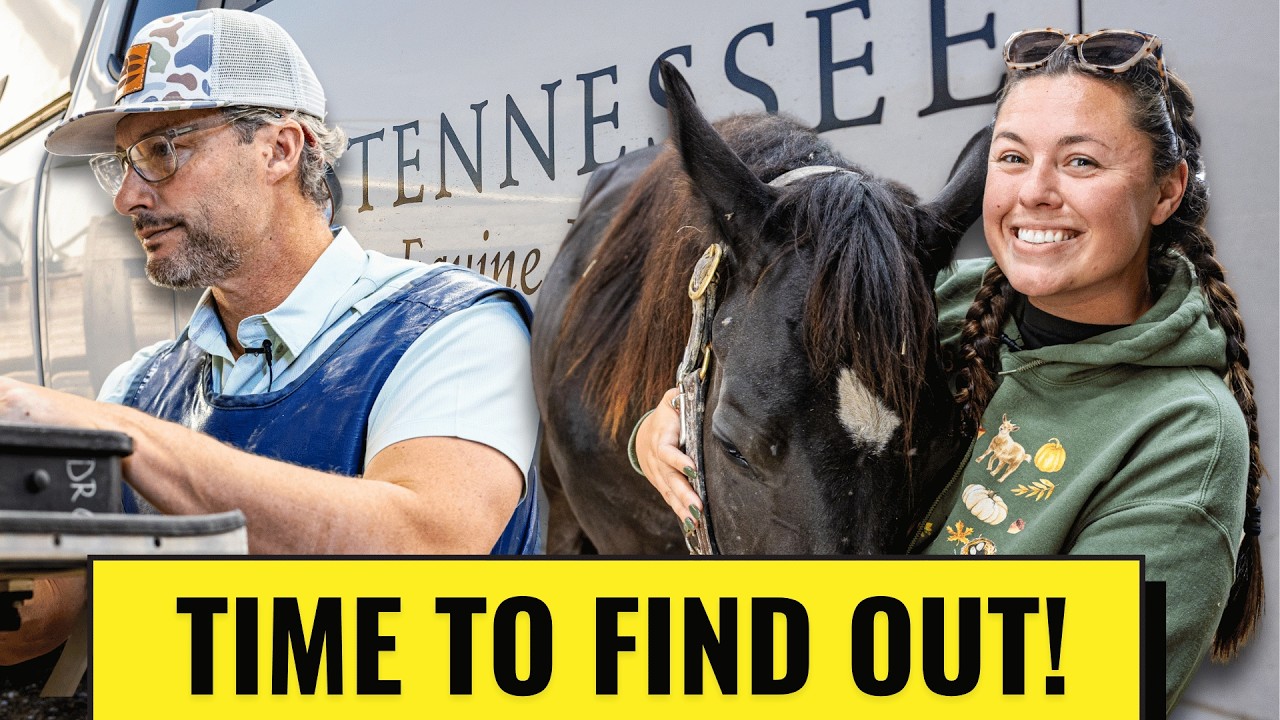 В порядке ли мои годовалые лошади? | Осмотр ветеринара