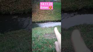 morningwalk 😍 #morning #morningwalk #enten #ducks #dog #pet #spaziergang #bewegung #slowmorning
