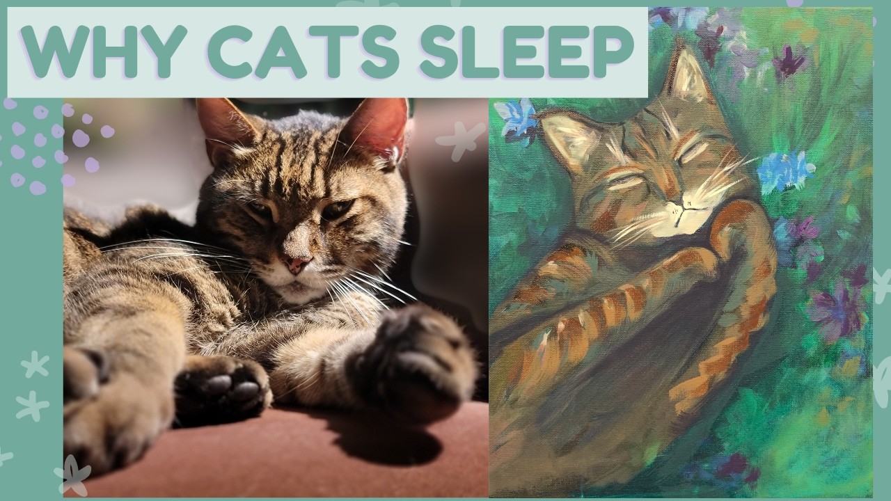 Why Cats Sleep so much