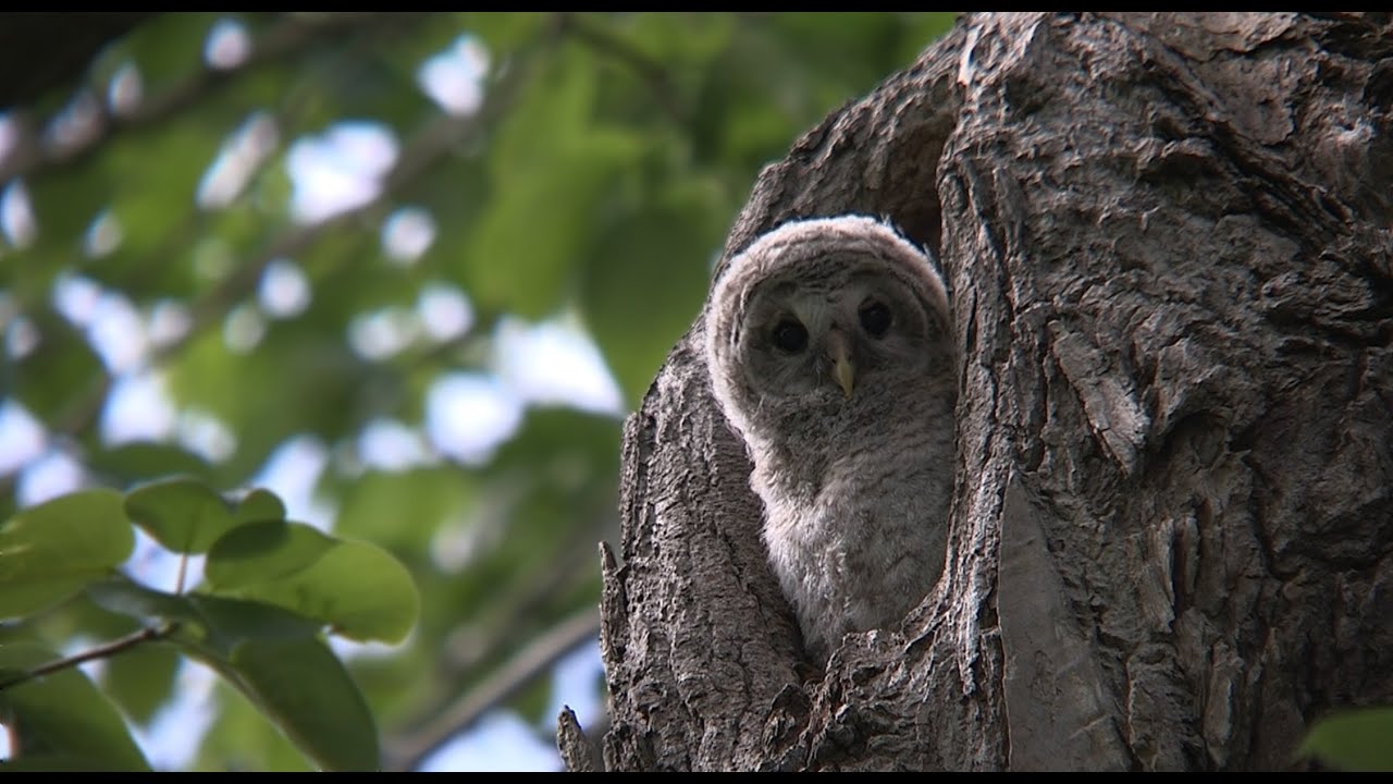 エゾフクロウ物語② Episode ② 3-minute version Ural Owl 