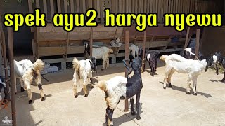 Download Lagu Bibitan kambing PE harga 1000 an diWEDOSIRENGFARM Wonosobo MP3