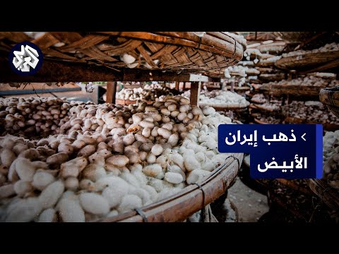 رحلة صناعة الحرير في إيران من ورق التوت وشرنقات دود القز وصولا إلى إنتاج الخيوط
