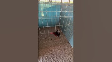 Qaib Thai #qaibthai #chicken #qaib #rooster #thairooster