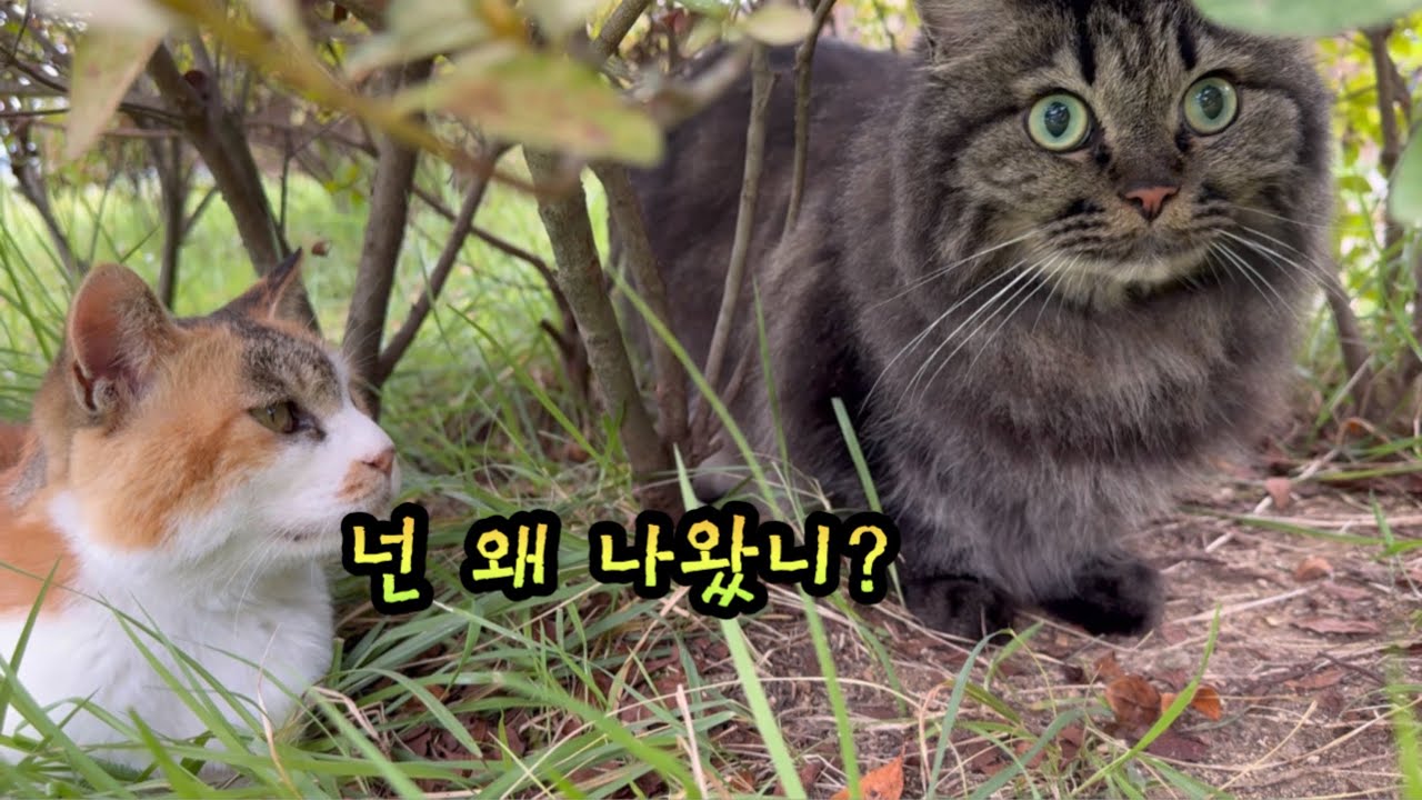 Мужчина бросил длинношерстную кошку во дворе