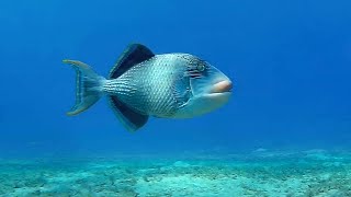 Yellowmargin triggerfish, Желтомордый псевдобалист