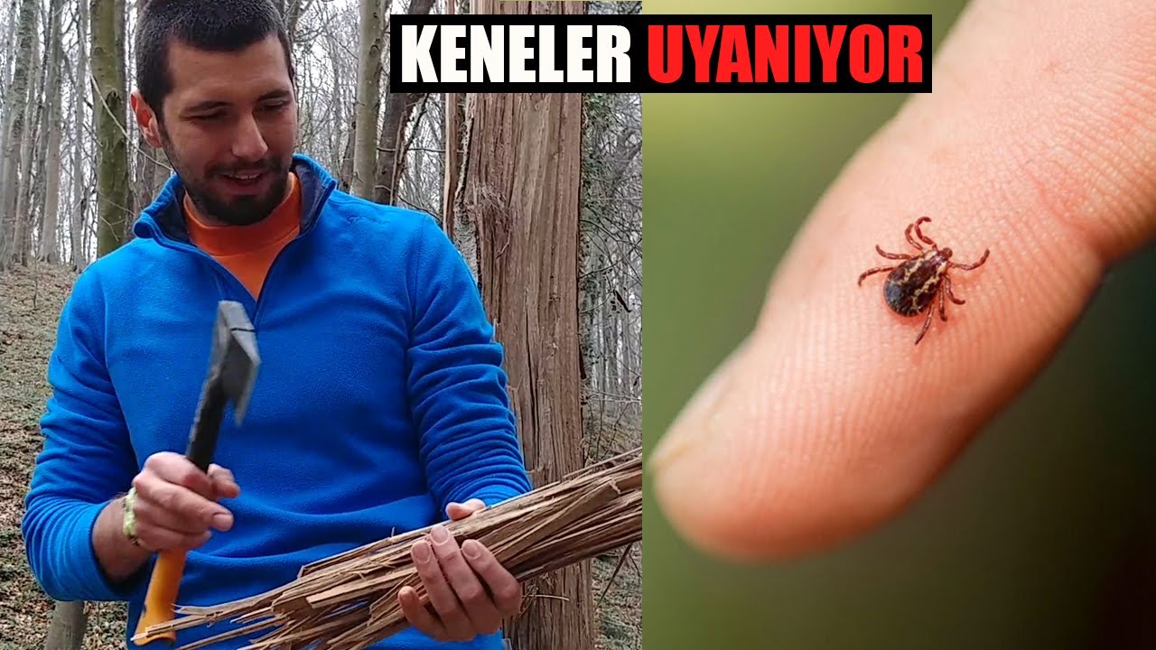 DİKKAT! KENELER UYANIYOR !! KENE BELGESELİ (Yaşam Döngüleri)