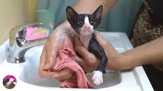 Tuxedo kitten was a gentleman even in the first bath