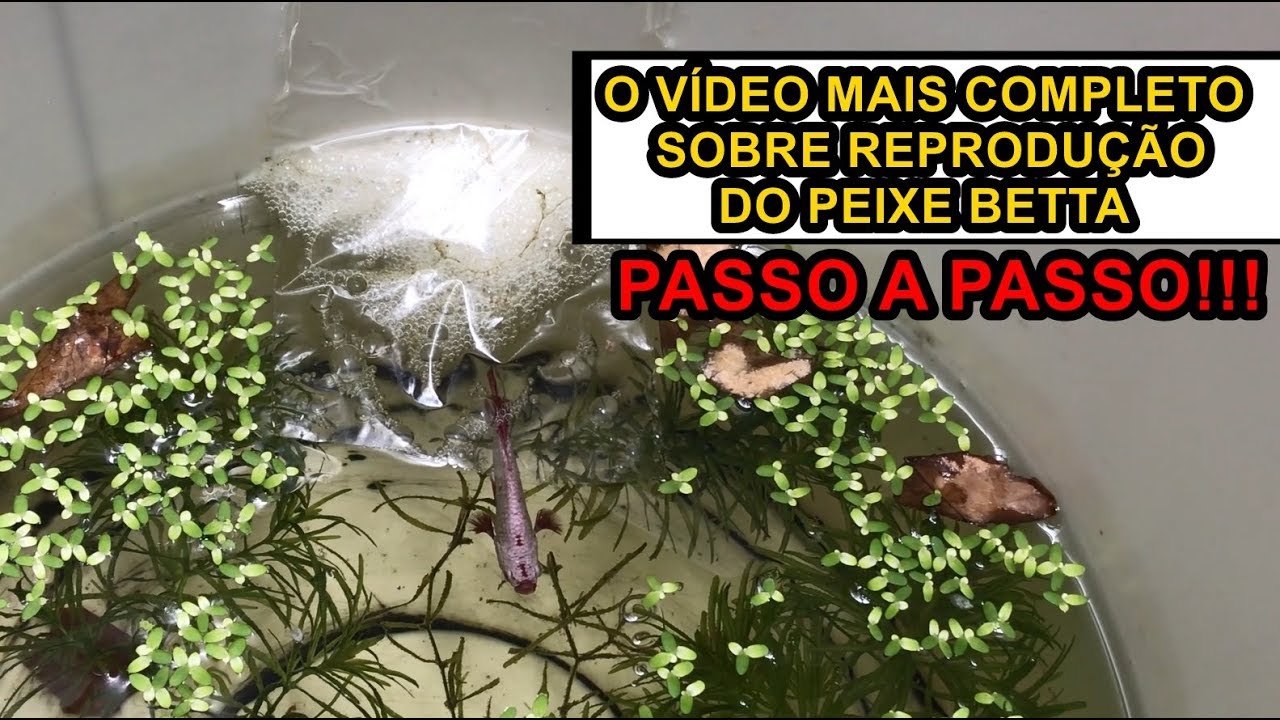 Como reproduzir Bettas Passo a Passo. [VÍDEO COMPLETO]